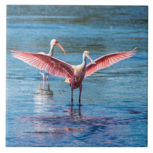 Roseate Spoonbill Large 6" X 6" Foto Tile Fliese (Vorderseite)