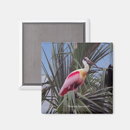 Roseate Spoonbill-Magnet Magnet (Vorderseite/Rückseite)