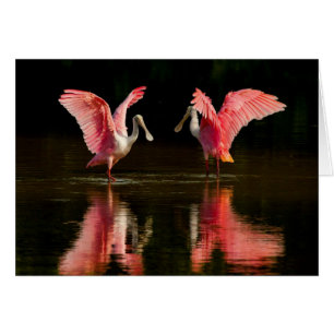 Roseate Spoonbill Mating Dance