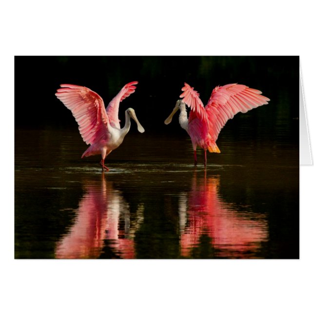 Roseate Spoonbill Mating Dance (Vorderseite (Horizontal))