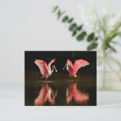 Roseate Spoonbill Mating Dance Postkarte (Stehend Vorderseite)
