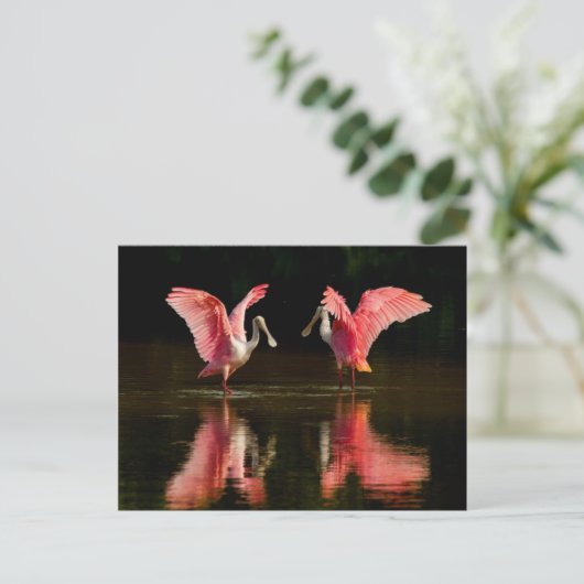 Roseate Spoonbill Mating Dance Postkarte (Stehend Vorderseite)