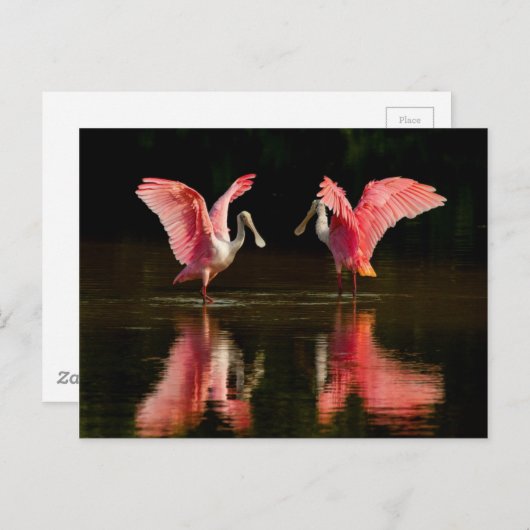 Roseate Spoonbill Mating Dance Postkarte (Vorne/Hinten)