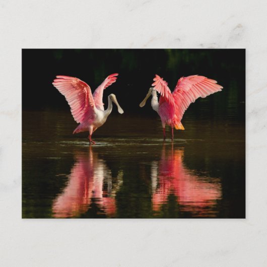 Roseate Spoonbill Mating Dance Postkarte (Vorderseite)