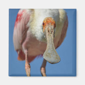 Roseate Spoonbill mit großem Schnabel Magnet (Vorne)