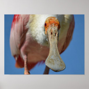 Roseate Spoonbill mit großem Schnabel Poster