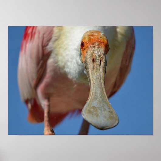 Roseate Spoonbill mit großem Schnabel Poster (Vorne)