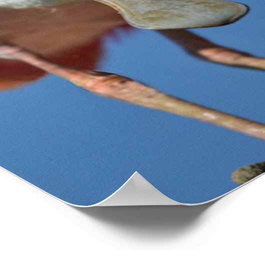 Roseate Spoonbill mit großem Schnabel Poster (Ecke)