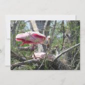 Roseate Spoonbill Nesting Flat Card (Vorderseite)
