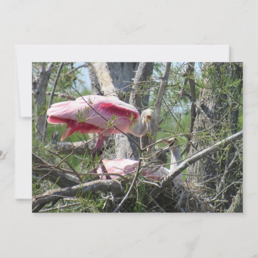 Roseate Spoonbill Nesting Flat Card (Vorderseite)