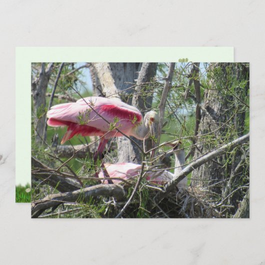 Roseate Spoonbill Nesting Flat Card (Vorne/Hinten)