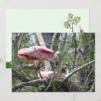 Roseate Spoonbill Nesting Flat Card
