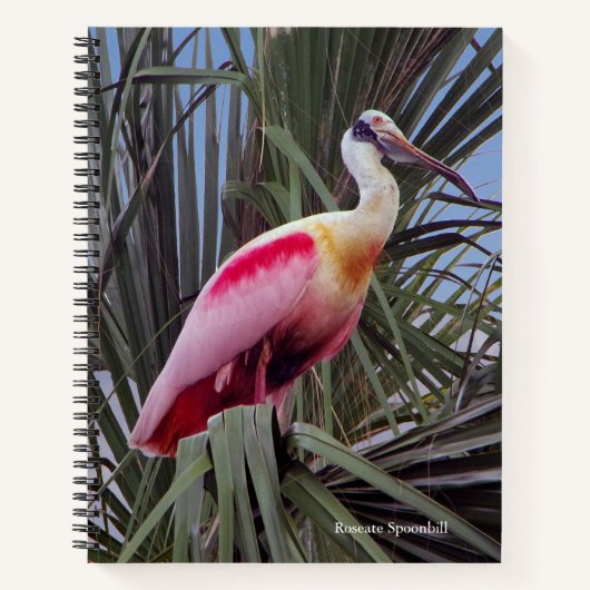 Roseate Spoonbill Notebook Notizblock (Vorderseite)