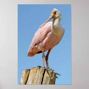 Roseate Spoonbill on wood post Poster