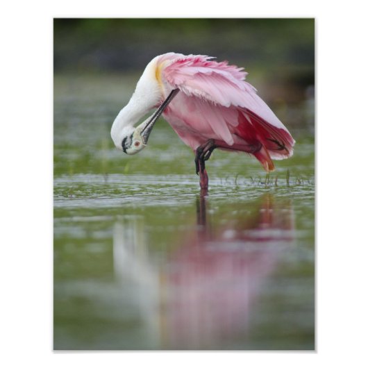 Roseate Spoonbill (Platalea ajaja) 11 x 14 Fotodruck (Vorne)