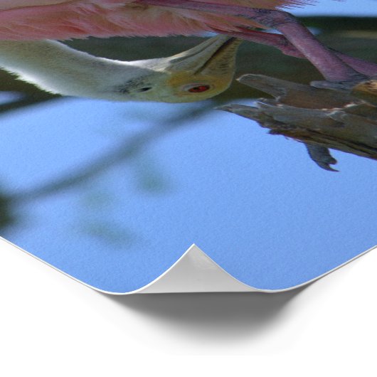 Roseate Spoonbill Poster (Ecke)