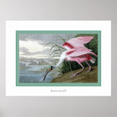 Roseate Spoonbill Poster (Vorne)