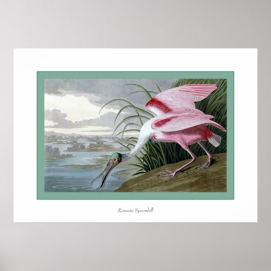 Roseate Spoonbill Poster (Vorne)