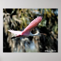 Roseate Spoonbill