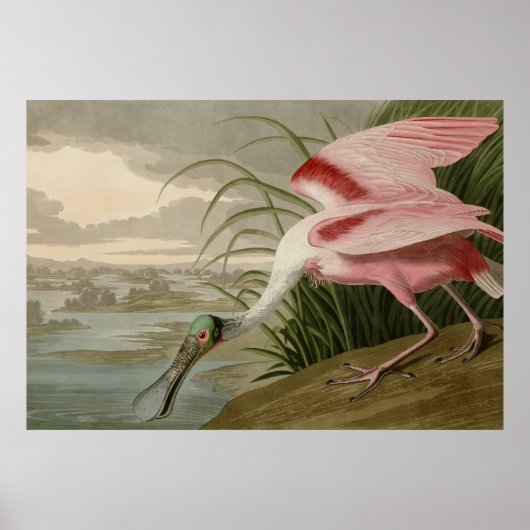 Roseate Spoonbill Poster (Vorne)