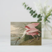 Roseate Spoonbill Postkarte (Stehend Vorderseite)