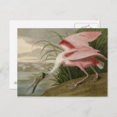 Roseate Spoonbill Postkarte (Vorne/Hinten)