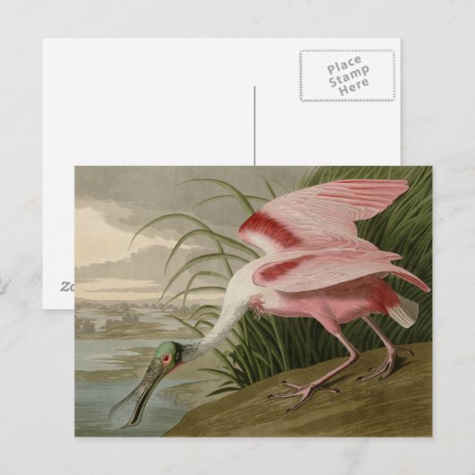 Roseate Spoonbill Postkarte (Vorne/Hinten)