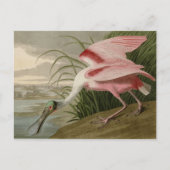 Roseate Spoonbill Postkarte (Vorderseite)