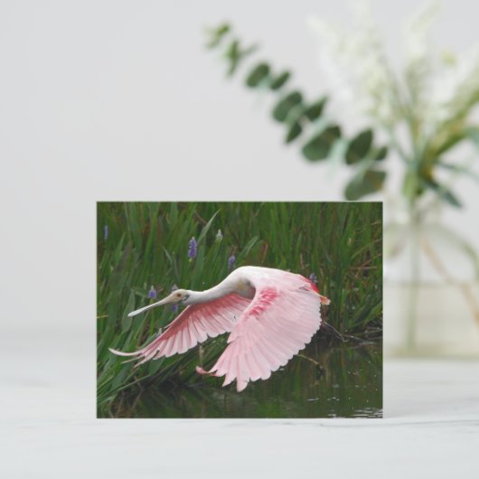 Roseate Spoonbill Postkarte (Stehend Vorderseite)