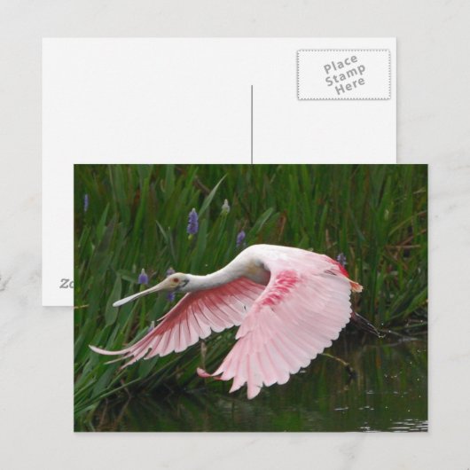 Roseate Spoonbill Postkarte (Vorne/Hinten)