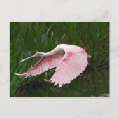 Roseate Spoonbill Postkarte (Vorderseite)