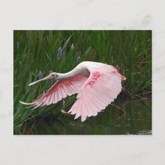 Roseate Spoonbill Postkarte (Vorderseite)