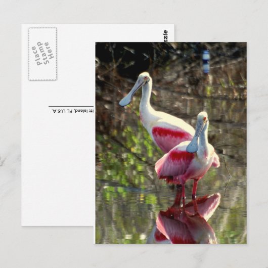 Roseate Spoonbill Postkarte (Vorne/Hinten)