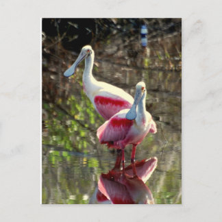Roseate Spoonbill Postkarte