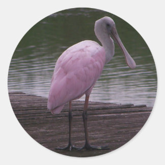 Roseate Spoonbill Runder Aufkleber