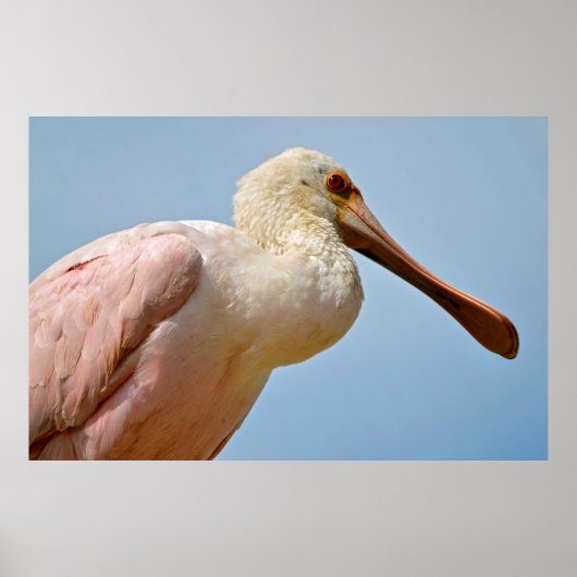 Roseate Spoonbill schließen Poster (Vorne)