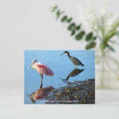 Roseate Spoonbill und Little Blue Heron Postkarte (Stehend Vorderseite)