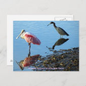 Roseate Spoonbill und Little Blue Heron Postkarte (Vorne/Hinten)