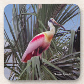 Roseate Spoonbill Untersetzer (Vorderseite)