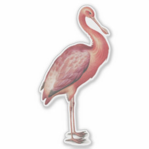 Roseate Spoonbill Vintage Vogeldarstellung Aufkleber