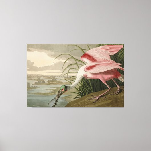 Roseate Spoonbill von Audubons Vögeln Amerikas Leinwanddruck (Vorderseite)