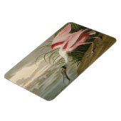 Roseate Spoonbill von Audubons Vögeln Amerikas Magnet (Linke Seite)