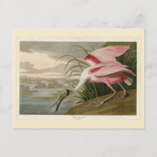 Roseate Spoonbill von Audubons Vögeln Amerikas Postkarte