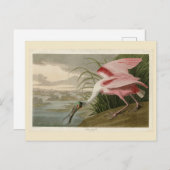 Roseate Spoonbill von Audubons Vögeln Amerikas Postkarte (Vorne/Hinten)