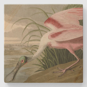 Roseate Spoonbill von Audubons Vögeln Amerikas Steinuntersetzer