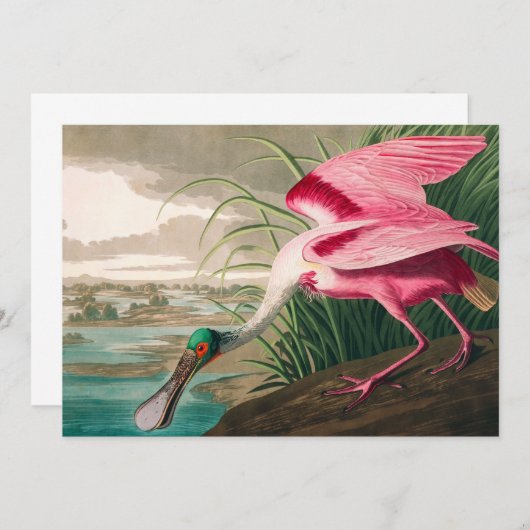 Roseate Spoonbill von John James Audubon Dankeskarte (Vorne/Hinten)