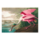 Roseate Spoonbill von John James Audubon Fotodruck (Vorne)