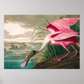 Roseate Spoonbill von John James Audubon Poster (Vorne)