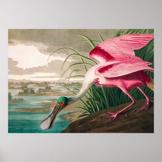 Roseate Spoonbill von John James Audubon Poster (Vorne)
