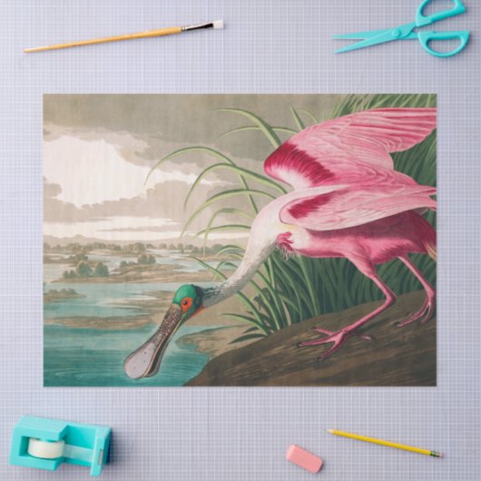 Roseate Spoonbill von John James Audubon Seidenpapier (Basteln)